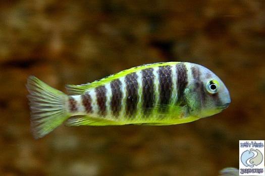 Tropheus brichardi 'Ujiji'